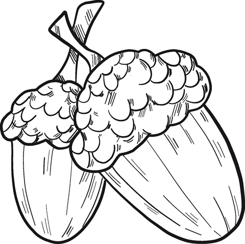 Two Acorns Coloring Page